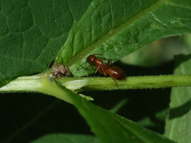 Camponotus castaneus photo 49