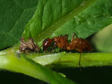 Camponotus castaneus photo 50