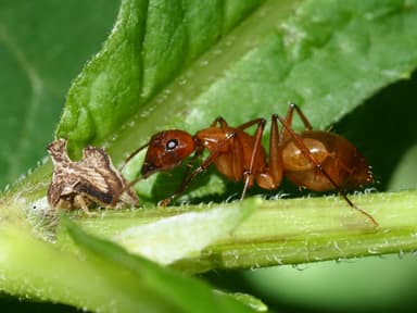 Camponotus castaneus photo 51