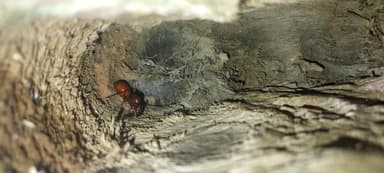 Camponotus castaneus — queen photo 53