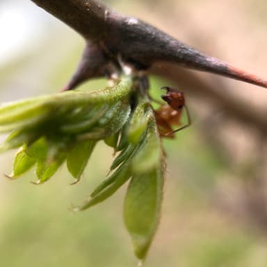 Camponotus castaneus photo 54