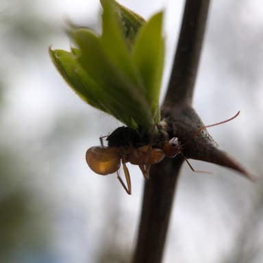Camponotus castaneus photo 55