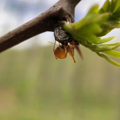 Camponotus castaneus photo 56