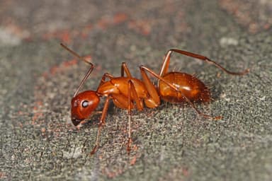 Camponotus castaneus photo 58