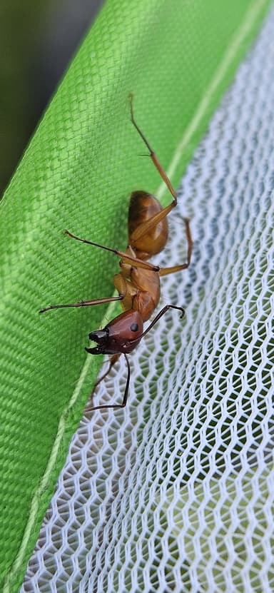 Camponotus castaneus photo 60