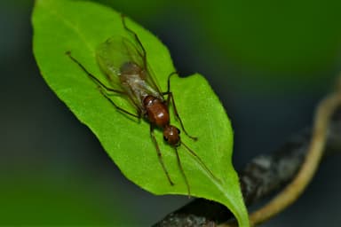 Camponotus castaneus photo 61