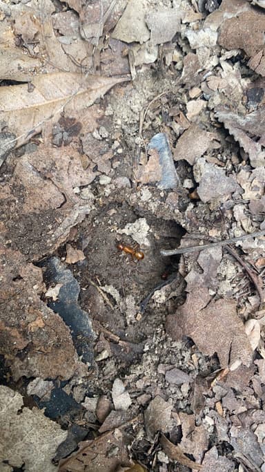 Camponotus castaneus photo 63
