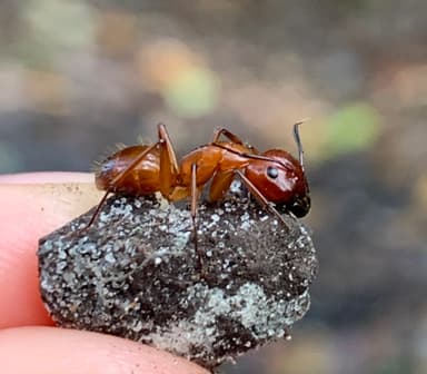 Camponotus castaneus photo 64
