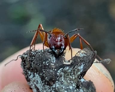 Camponotus castaneus photo 65