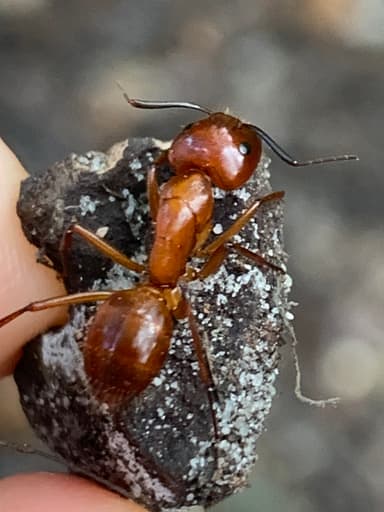 Camponotus castaneus photo 66