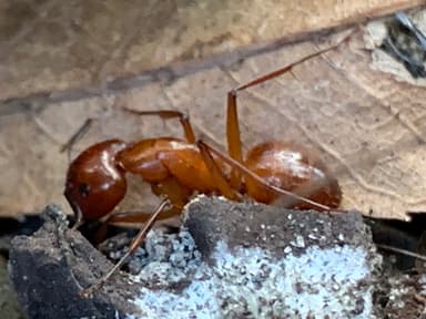Camponotus castaneus photo 67
