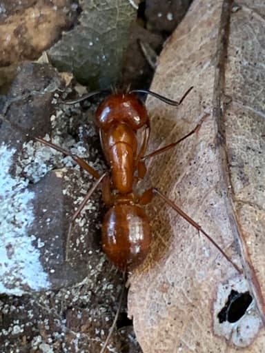Camponotus castaneus photo 68