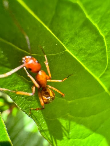 Camponotus castaneus photo 69