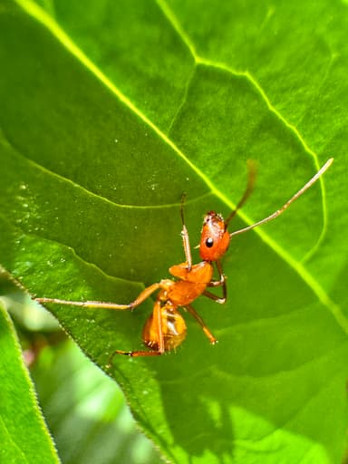 Camponotus castaneus photo 70