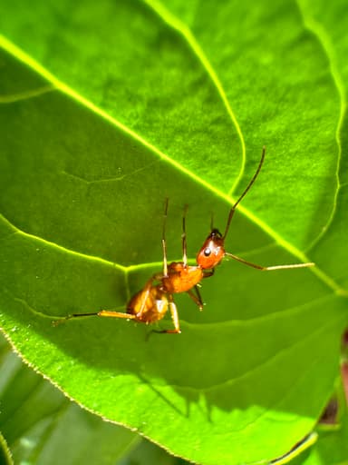 Camponotus castaneus photo 71