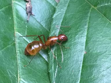 Camponotus castaneus photo 72