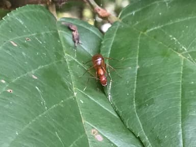 Camponotus castaneus photo 73