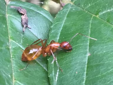 Camponotus castaneus photo 74