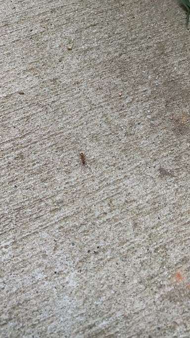 Camponotus castaneus photo 75