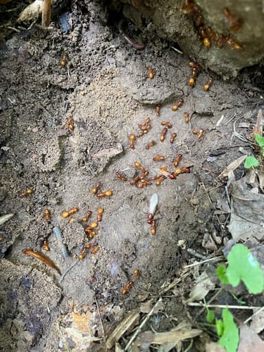 Camponotus castaneus photo 76