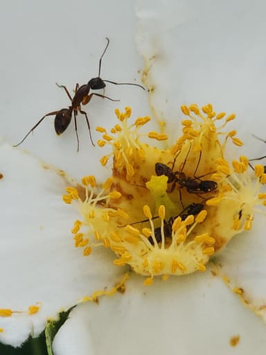 Camponotus castaneus photo 79