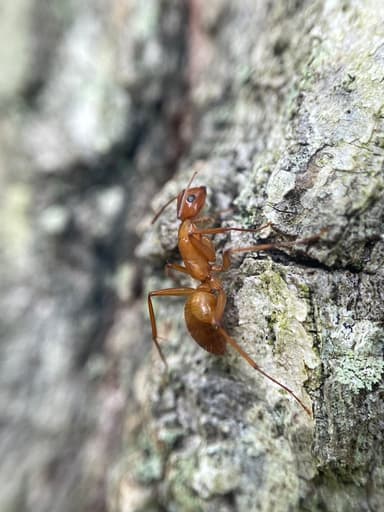 Camponotus castaneus photo 83