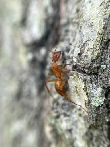 Camponotus castaneus photo 84