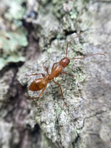 Camponotus castaneus photo 86