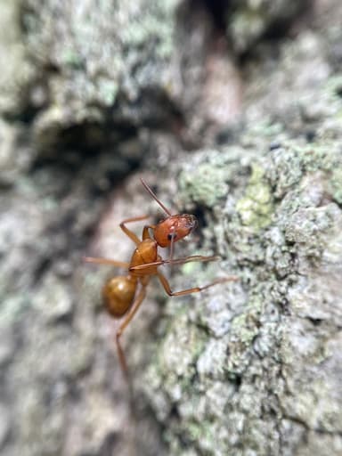 Camponotus castaneus photo 87