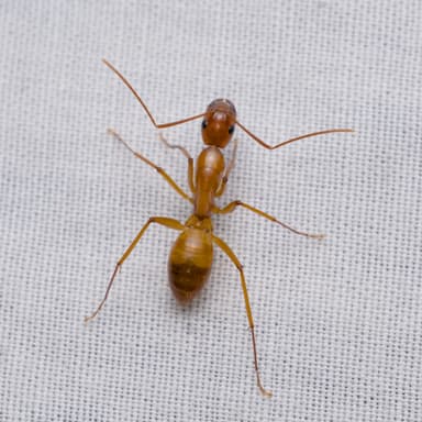 Camponotus castaneus photo 88