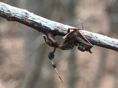 Camponotus castaneus photo 89