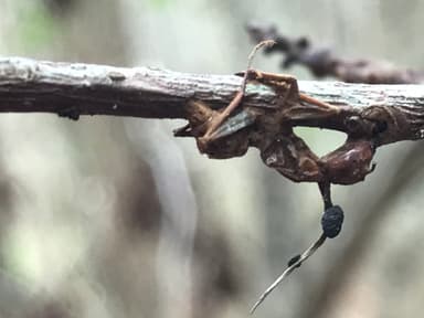 Camponotus castaneus photo 90
