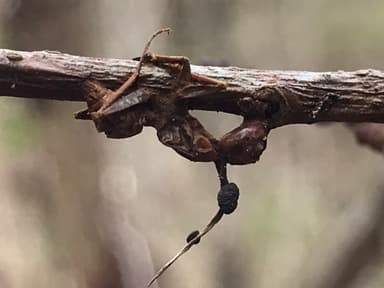 Camponotus castaneus photo 91
