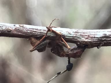 Camponotus castaneus photo 92