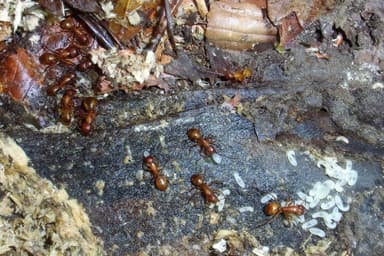 Camponotus castaneus photo 93