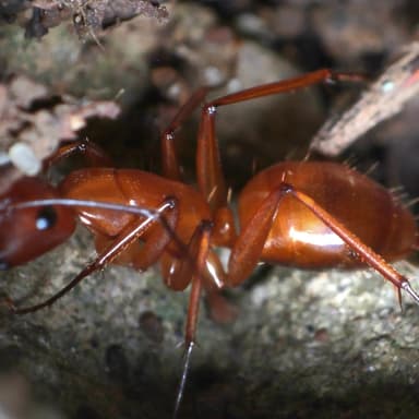 Camponotus castaneus photo 94