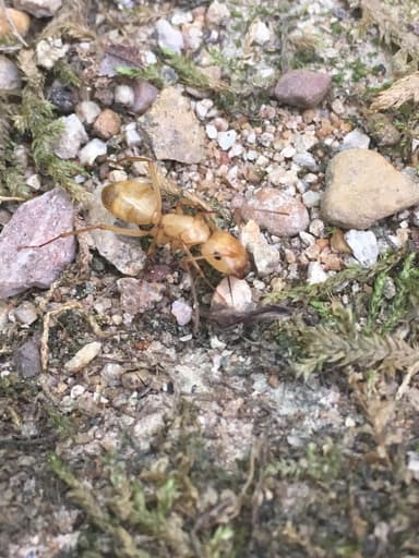 Camponotus castaneus photo 95