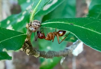 Camponotus castaneus photo 99