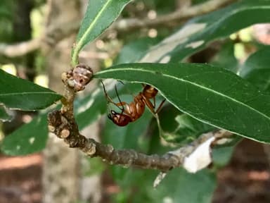 Camponotus castaneus photo 100