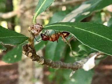 Camponotus castaneus photo 102