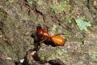 Camponotus castaneus photo 103
