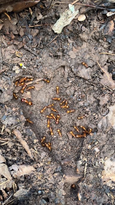Camponotus castaneus photo 104