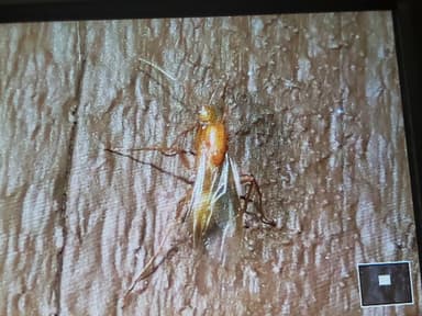 Camponotus castaneus photo 105
