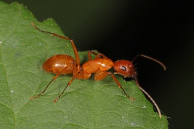 Camponotus castaneus photo 106