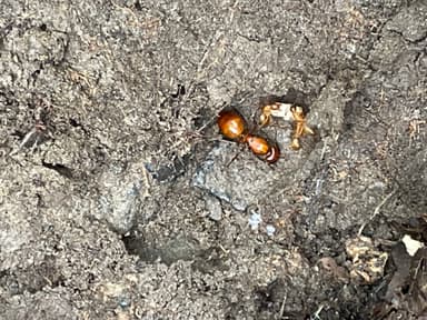 Camponotus castaneus photo 107