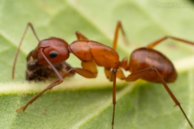 Camponotus castaneus photo 108