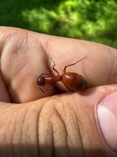Camponotus castaneus — queen photo 111