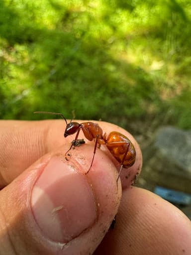 Camponotus castaneus — queen photo 112