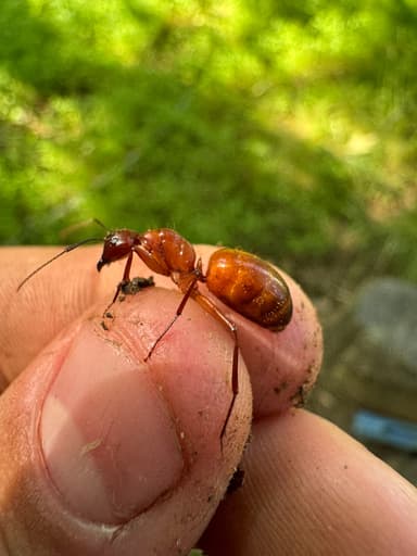 Camponotus castaneus — queen photo 113