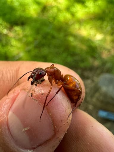 Camponotus castaneus — queen photo 114